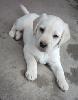 Labrador Labrador